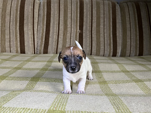Tõupuhtad Jack Russelli terjeri kutsikad (1 emane saadaval) (5 foto / 9)