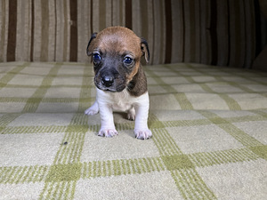 Tõupuhtad Jack Russelli terjeri kutsikad (1 emane saadaval) (6 foto / 9)