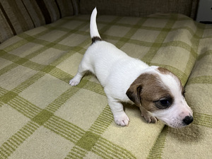 Tõupuhtad Jack Russelli terjeri kutsikad (1 emane saadaval) (8 foto / 9)