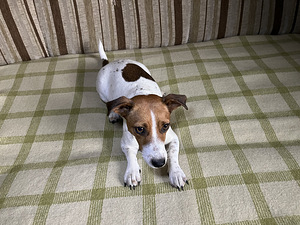 Tõupuhtad Jack Russelli terjeri kutsikad (1 emane saadaval) (9 foto / 9)