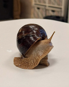 Achatina tigud (2 foto / 3)