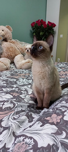 Tai kassipoeg (9 foto / 9)