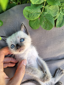 Тайские котята (5 фото из 10)