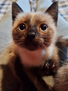 Тайский котенок (4 фото из 6)