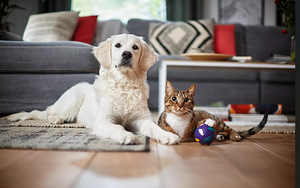 Пылесос PHILIPS Animal care 2200W (3 фото из 5)