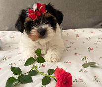 Biver jork terrier
