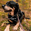 Nahast jalutusrihm 1,2x220 cm väikesele ja keskmisele koeral (foto #4)