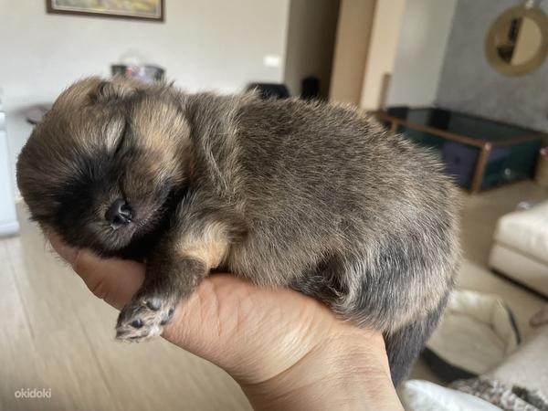 Pomeranian (foto #9)