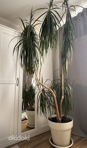 Suur draakonipuu (palm) ~ 2 m, dekoratiivtaim