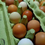 Инкубационные яйца (фото #1)