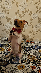 Annan ära Jack Russelli terjeri koera (2 foto / 5)
