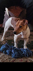 Annan ära Jack Russelli terjeri koera (5 foto / 5)