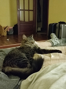 Imeline kass Kuzya peret otsimas (9 foto / 10)