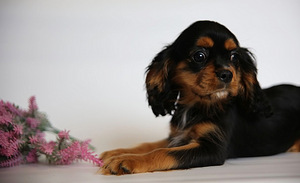 Cavalier King Charles spanjeli kutsikad (4 foto / 6)