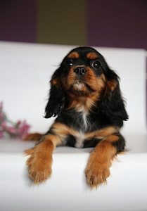 Cavalier King Charles spanjeli kutsikad (6 foto / 6)