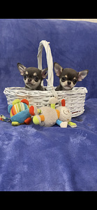 Chihuahua (3 foto no 5)