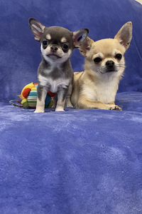 Chihuahua (5 foto no 5)