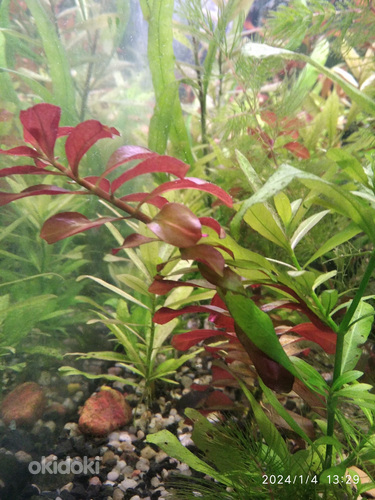 Akvaariumi taimed (foto #5)