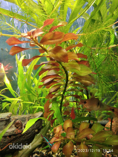 Akvaariumi taimed (foto #6)