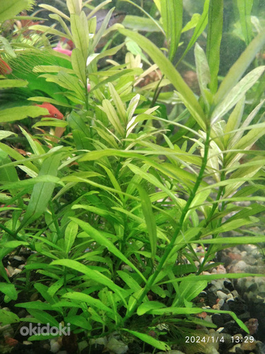 Akvaariumi taimed (foto #8)