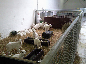 Kitsefarmi tehnika/ Lamba-ja kitsefarmide sisustus (7 foto / 10)