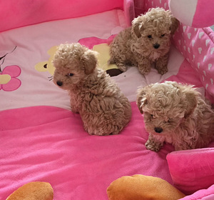 Maltipoo (3 foto / 3)