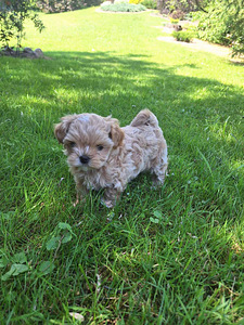 Maltipoo (7 foto / 7)