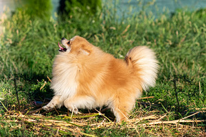 Kasvatatud väike spitsipoiss (3 foto / 3)