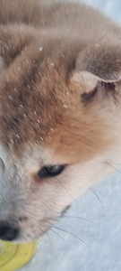 Akita inu kutsikad (1 foto / 3)