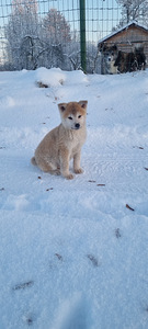 Akita inu kutsikad (3 foto / 3)
