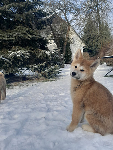 Kutsikad akita inu (2 foto / 3)