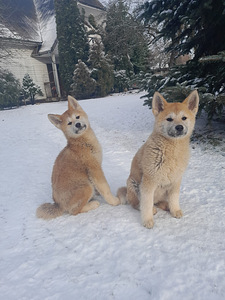 Kutsikad akita inu (3 foto / 3)