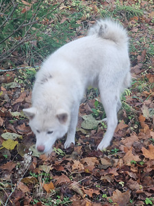 Akita Inu (2 foto / 3)