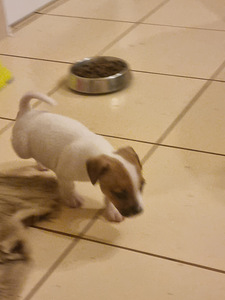 Jack Russelli terjeri kutsikad (1 foto / 3)