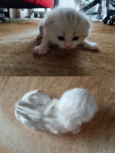 Scottish Fold kiisud (3 foto / 4)
