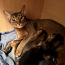 Вязка абиссинской кошки (фото #3)