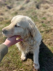 Kuldne retriiver (2 foto / 3)