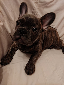 Prantsuse buldog (2 foto / 3)