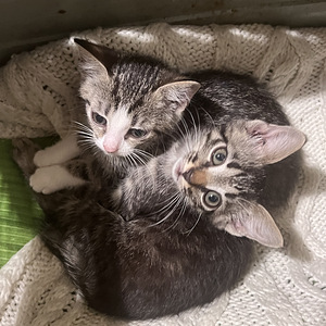 Милый котёнок (2 фото из 6)