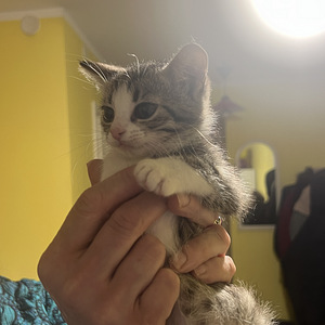 Милый котёнок (3 фото из 6)
