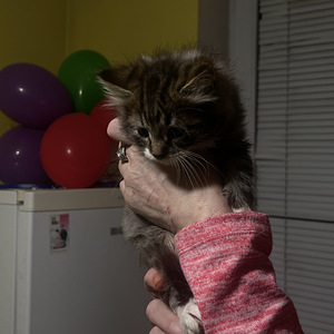 Милый котёнок (5 фото из 5)