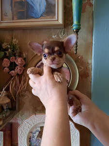 Suurepärased lapsed chihuahua (9 foto / 9)