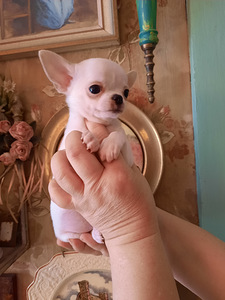 Ilusad ninaga chihuahuad (3 foto / 9)