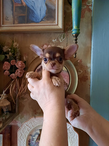 Ilusad ninaga chihuahuad (8 foto / 9)