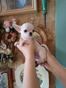 Ilus miniatuurne chihuahua (5 foto / 9)