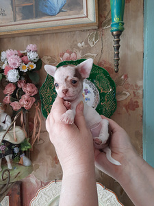 Suurepärane chihuahua beebi (5 foto / 10)