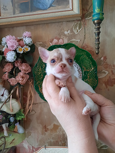 Suurepärane chihuahua beebi (8 foto / 10)