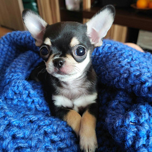 Chihuahua miniatuur (reserv) (2 foto / 7)
