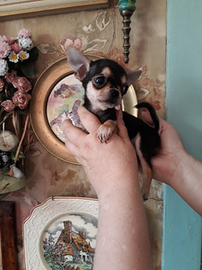 Chihuahua miniatuur (reserv) (4 foto / 7)