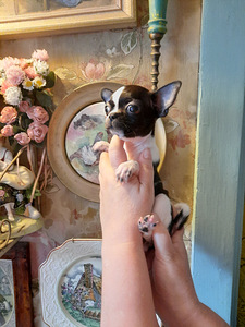 Ilus chihuahua beebi (6 foto / 10)